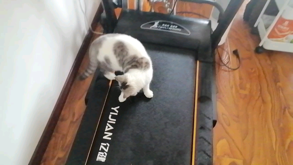 哈哈哈小猫咪跑步