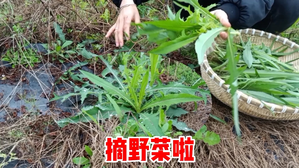 雨季野菜疯长,荒废的农田长满嫩绿的苦麦菜,农村妹5分钟摘满筐哔哩哔哩bilibili