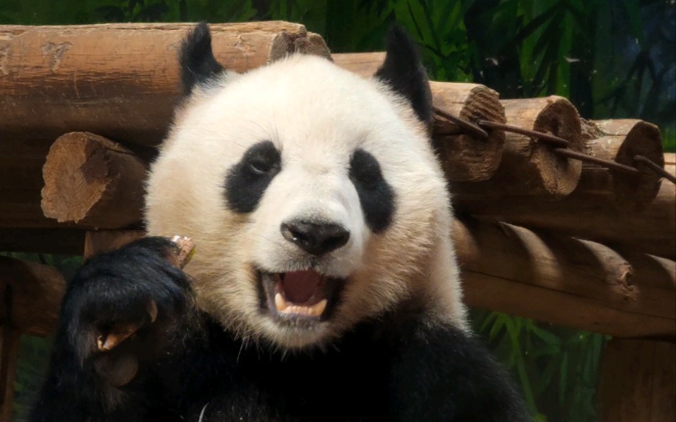 [大熊猫国庆]坐在吊床上吃笋,太可爱了吧