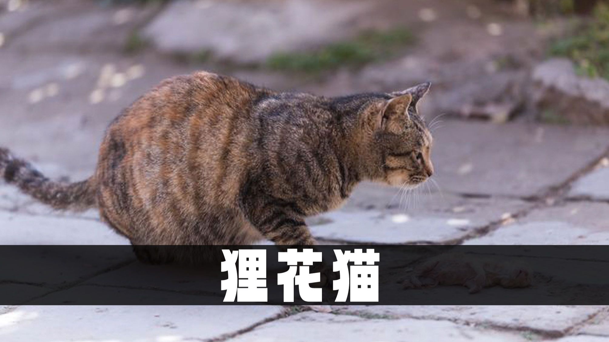 狸花猫在国外有多权威?