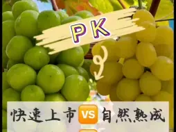 Download Video: 真假阳光玫瑰大PK！你吃的阳光玫瑰阳光不阳光？