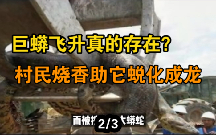 辽宁巨蟒“升天”失败,体长17米 多人目击,竟是因辽宁施工队执意挖山修路?(2)哔哩哔哩bilibili