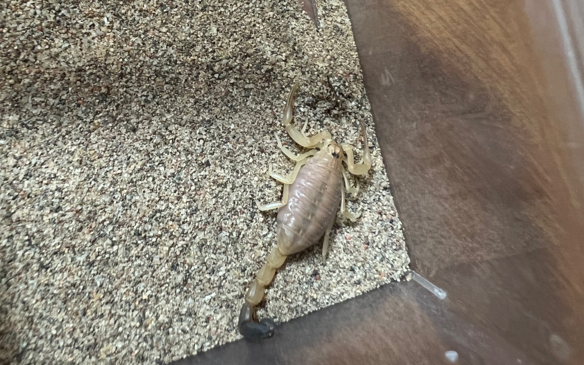 南方杀人蝎对决舞蛛