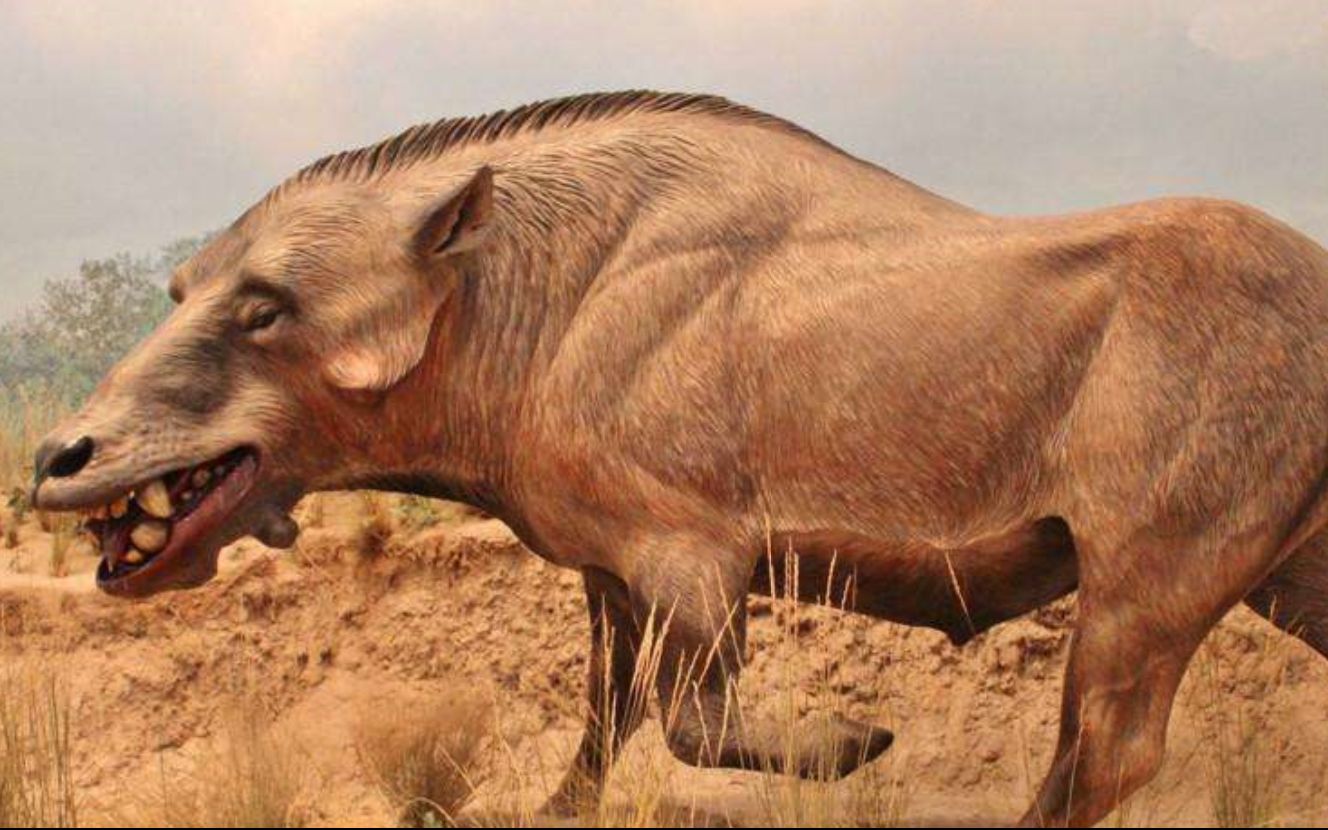 曾统治美洲百万年,如此凶狠谁还敢吃猪肉?