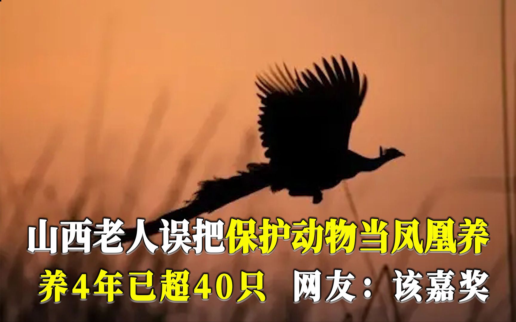 [图]山西老人误把国家保护动物当凤凰养4年，已超40只，网友：该嘉奖