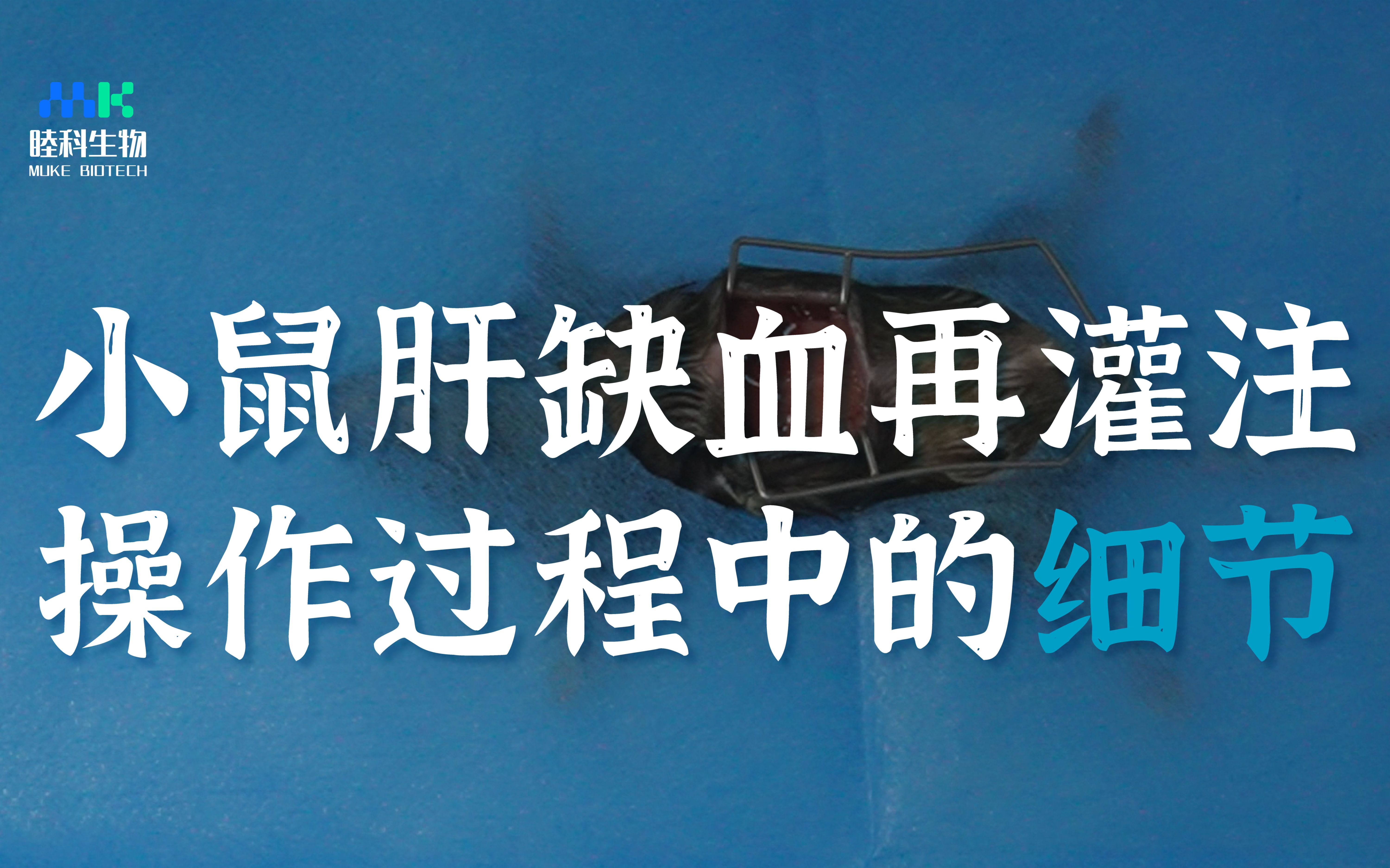 动物实验 | 小鼠肝缺血再灌注操作过程中的细节哔哩哔哩bilibili