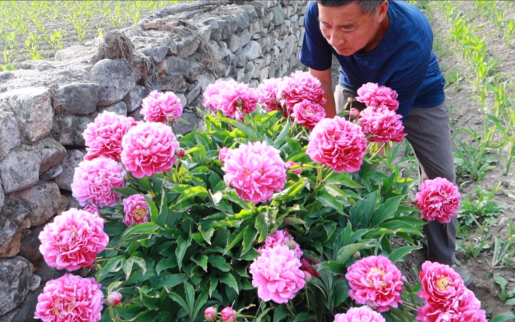 [图]东北老爷们居然养了一棵30年的芍药开百朵花 花开引来邻居欣赏