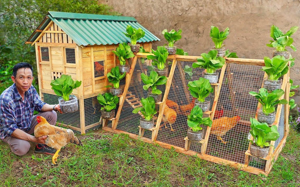 农村简单鸡舍的建造图图片