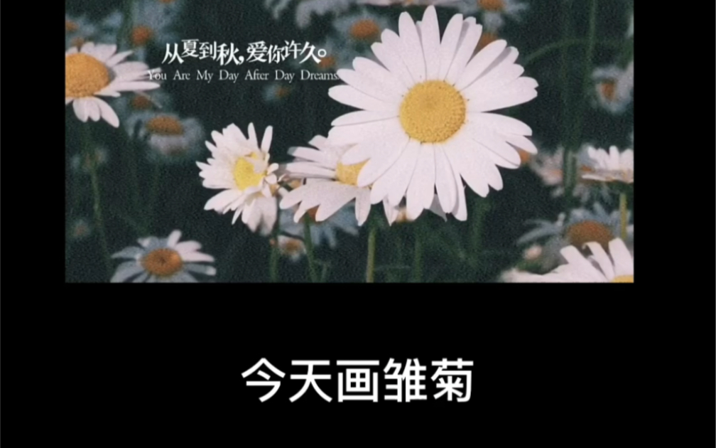 雏菊的花语是?哔哩哔哩bilibili