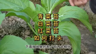 Download Video: 青菜苔白菜苔红菜苔如何打头，打了后侧苔更粗