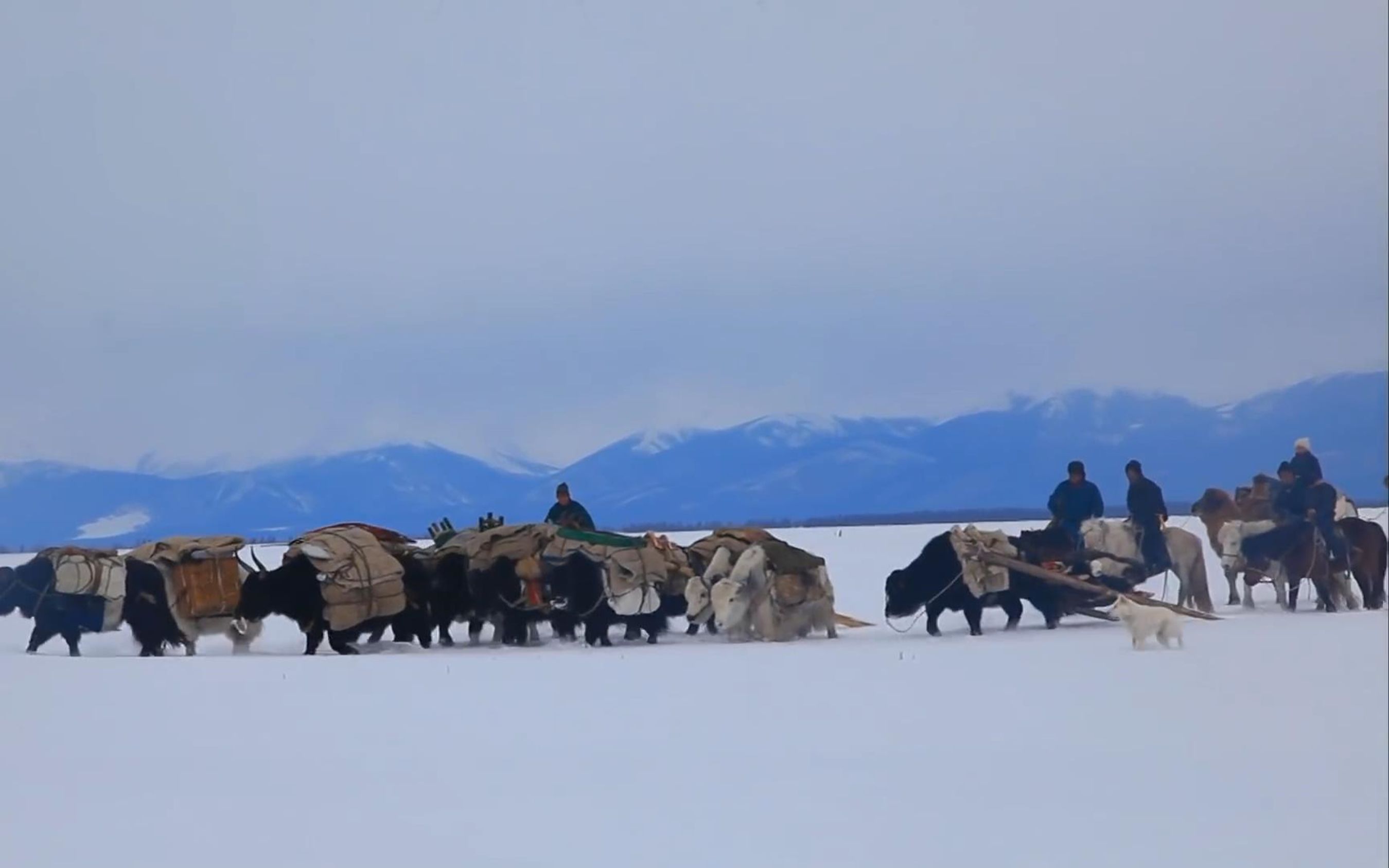 蒙古国牧民带着上千头牛羊,前往新的牧场,游牧民族搬家(三)