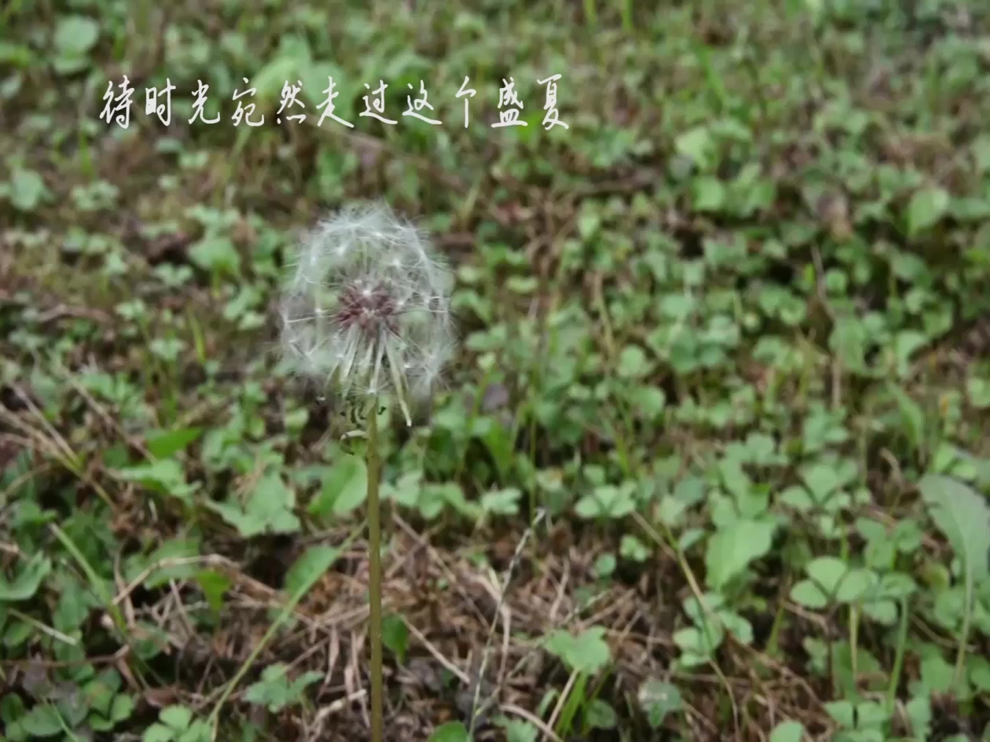 郫县一中2017届“高三加油,一中必胜”哔哩哔哩bilibili