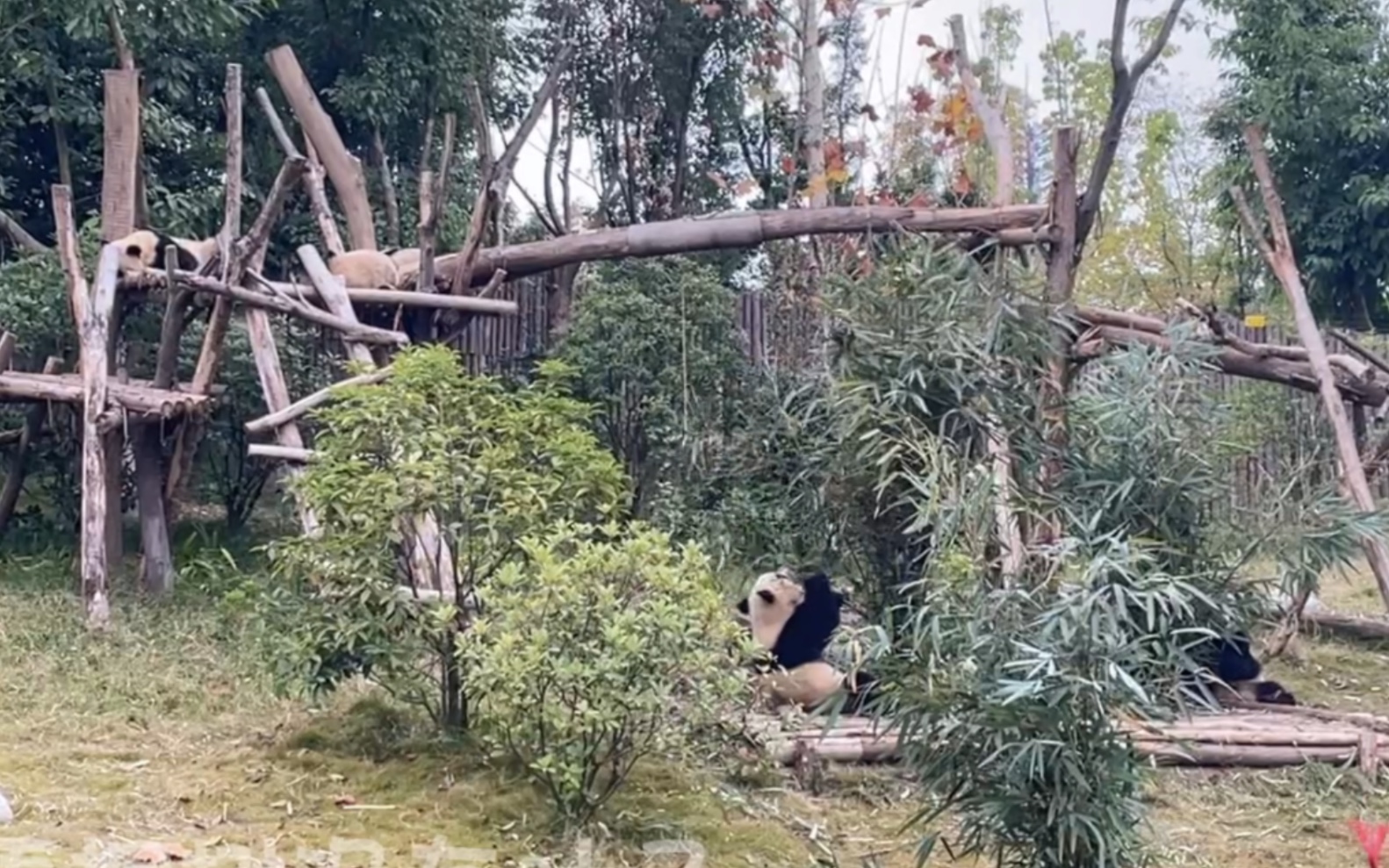 [图]旭日馆的小二班 我又来啦 五只整整齐齐地吃播 隔壁是睡觉觉的福娃姐姐2022.12.5