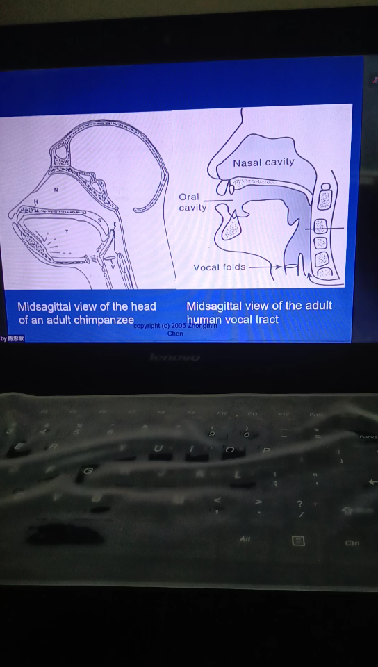 黑猩猩和人类发音器官的简略示意哔哩哔哩bilibili