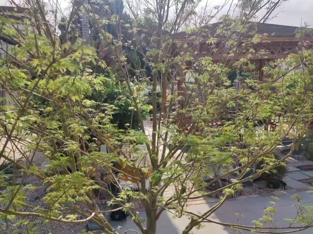 秋天的枫树-青龙,叶子有点小,叶量也只有春天的一半