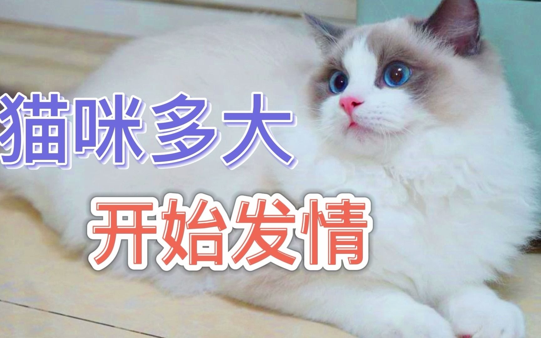 猫咪多大开始发情哔哩哔哩bilibili