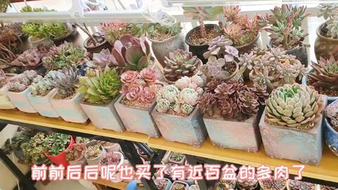 多肉植物老桩很多都是地栽催大的 刚哥去进货 看地栽棚壮观不 哔哩哔哩 Bilibili
