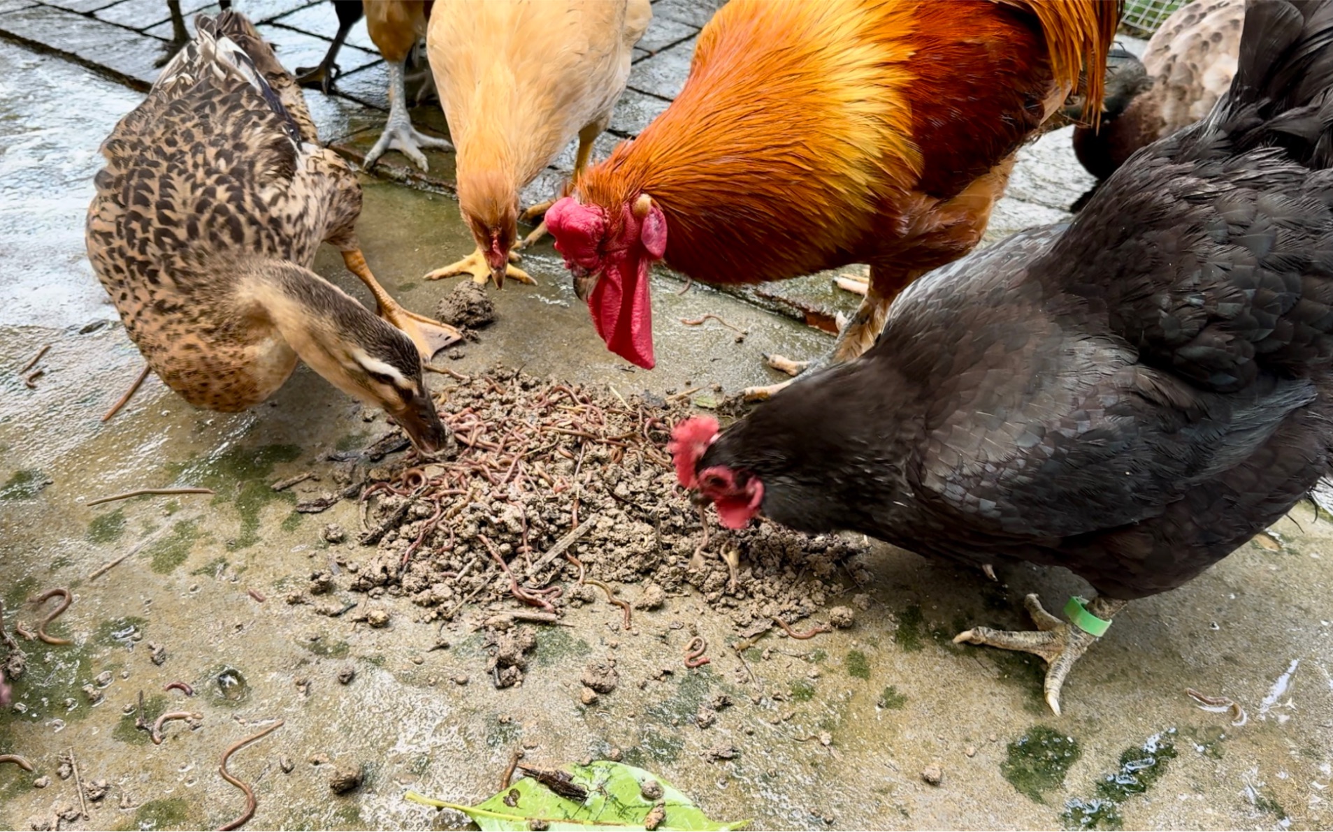 鸡鸭的蚯蚓盛宴,一次吃个够