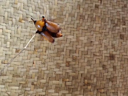 笋子虫,大家都玩过吗?可以当风扇使.
