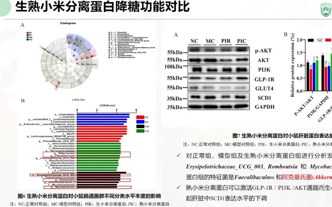 20220929中国农业大学沈群小米蛋白降糖机制研究及其降糖肽的筛选哔哩哔哩bilibili