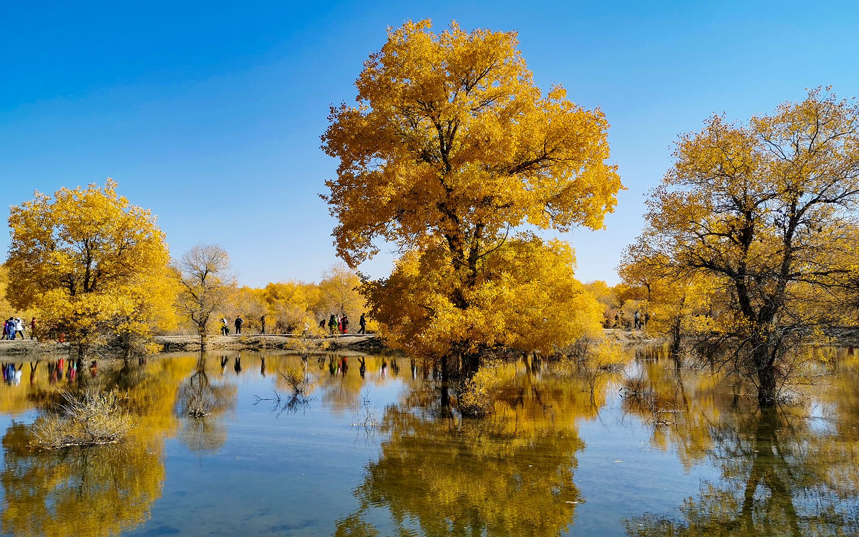 甘肃酒泉金塔胡杨林绝美秋色