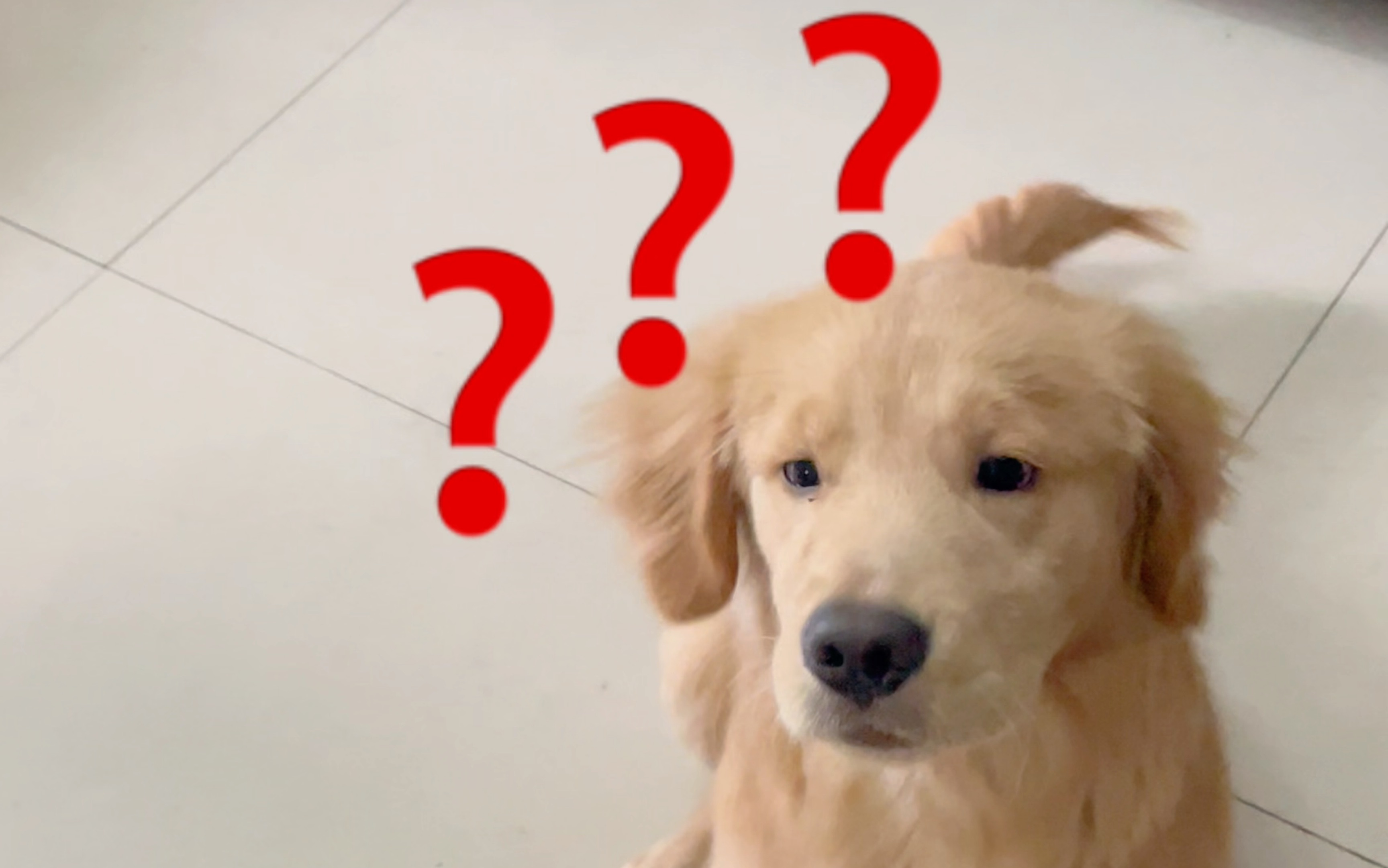 未成年小狗最好骗啦～眼神里充满了清澈的愚蠢doge