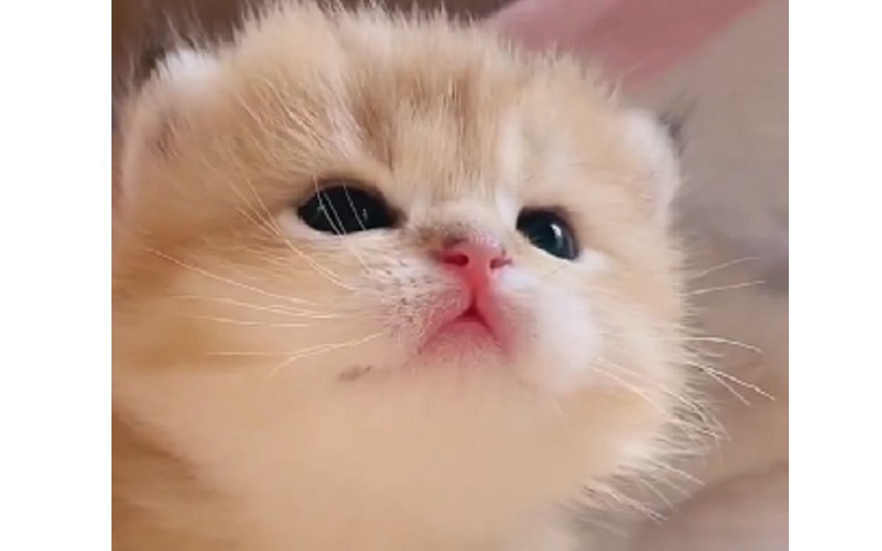 一脸好奇的看着世界