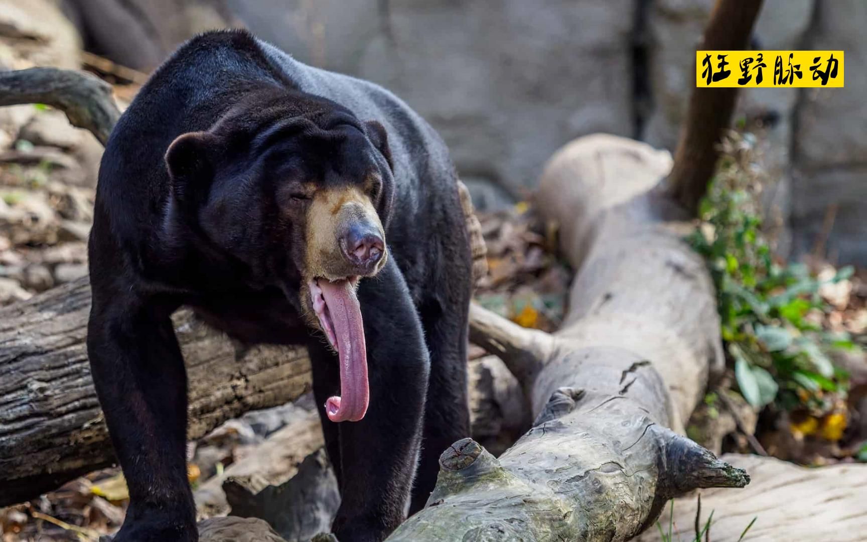 马来熊:见过25厘米长的舌头吗