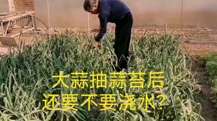 [图]大蒜抽蒜苔后还要不要浇水？