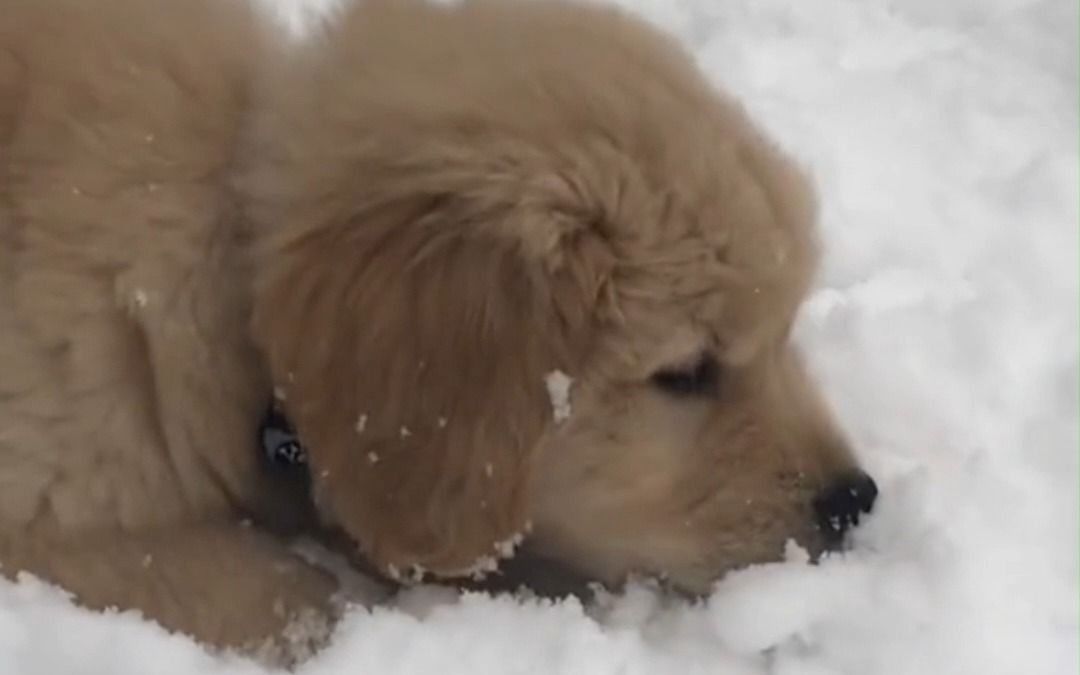 下雪啦,下雪啦,小狗画梅花哔哩哔哩bilibili