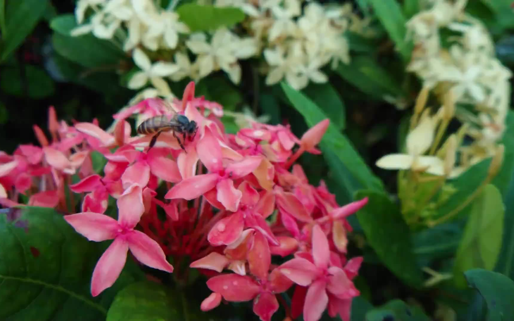 索尼xzp微距4k拍摄小蜜蜂