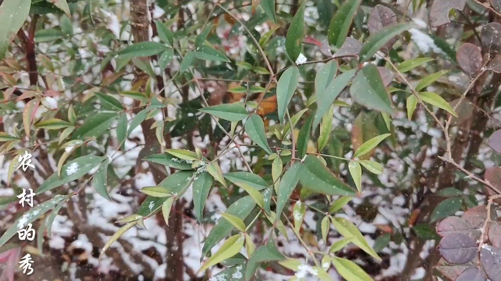 银装玉砌图片