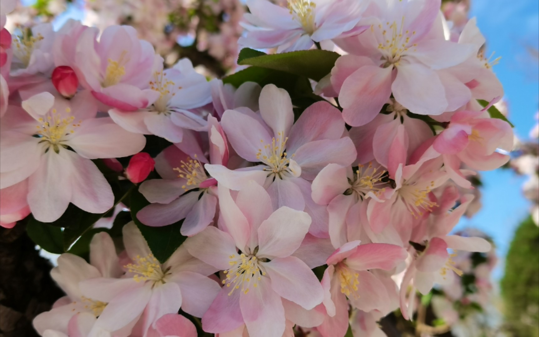 【大熊的vlog.005】天津大学海棠花节|去找姐妹玩耍