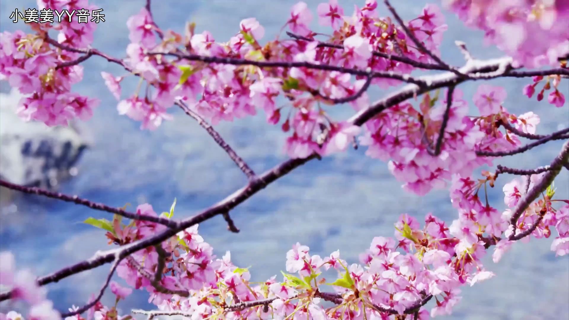 [图]《蝴蝶泉边》 黄雅莉 我看到满片花儿都开放，隐隐约约有声歌唱…