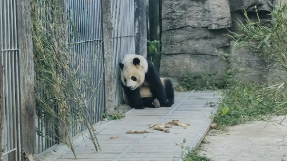 [图]【大熊猫胖大海】【大熊猫福星】“妈宝”胖大海求rua