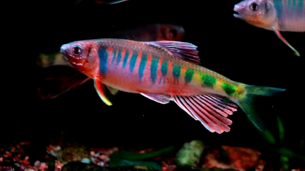 极品红身长鳍鱲,还是帅的!_哔哩哔哩_bilibili