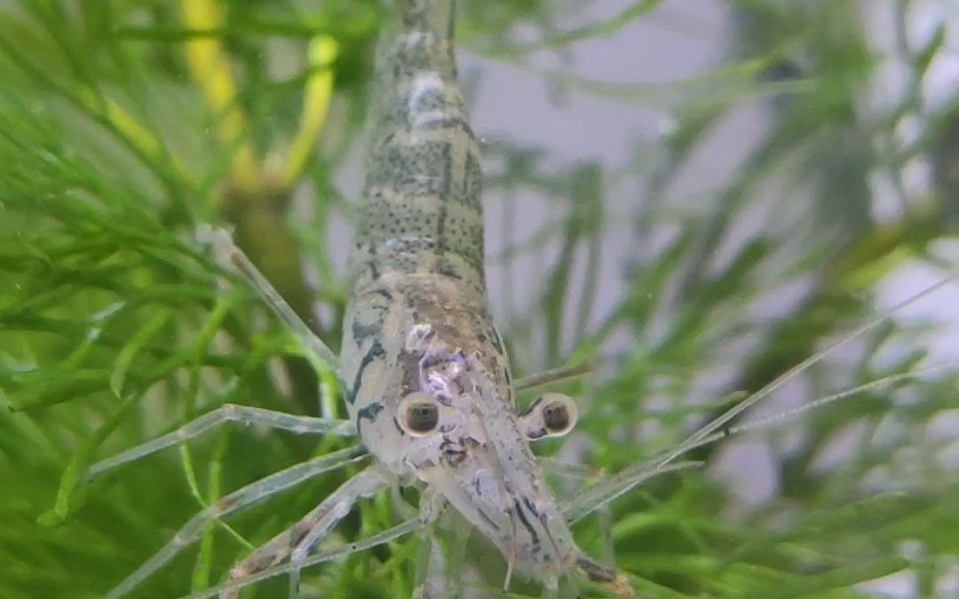 一只小虾米的日常