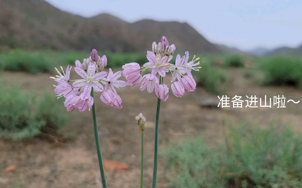 甘肃金昌|雨后的戈壁滩之行:每年都会去的地方哔哩哔哩bilibili