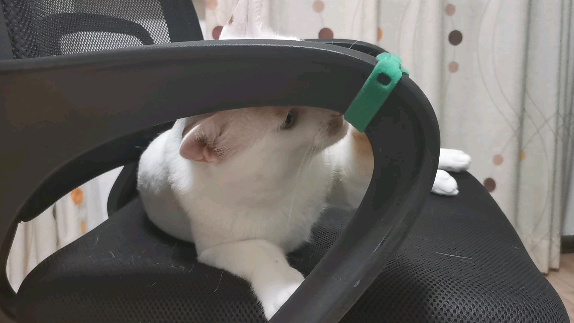 "猫咪小淘气:可爱与调皮并存"