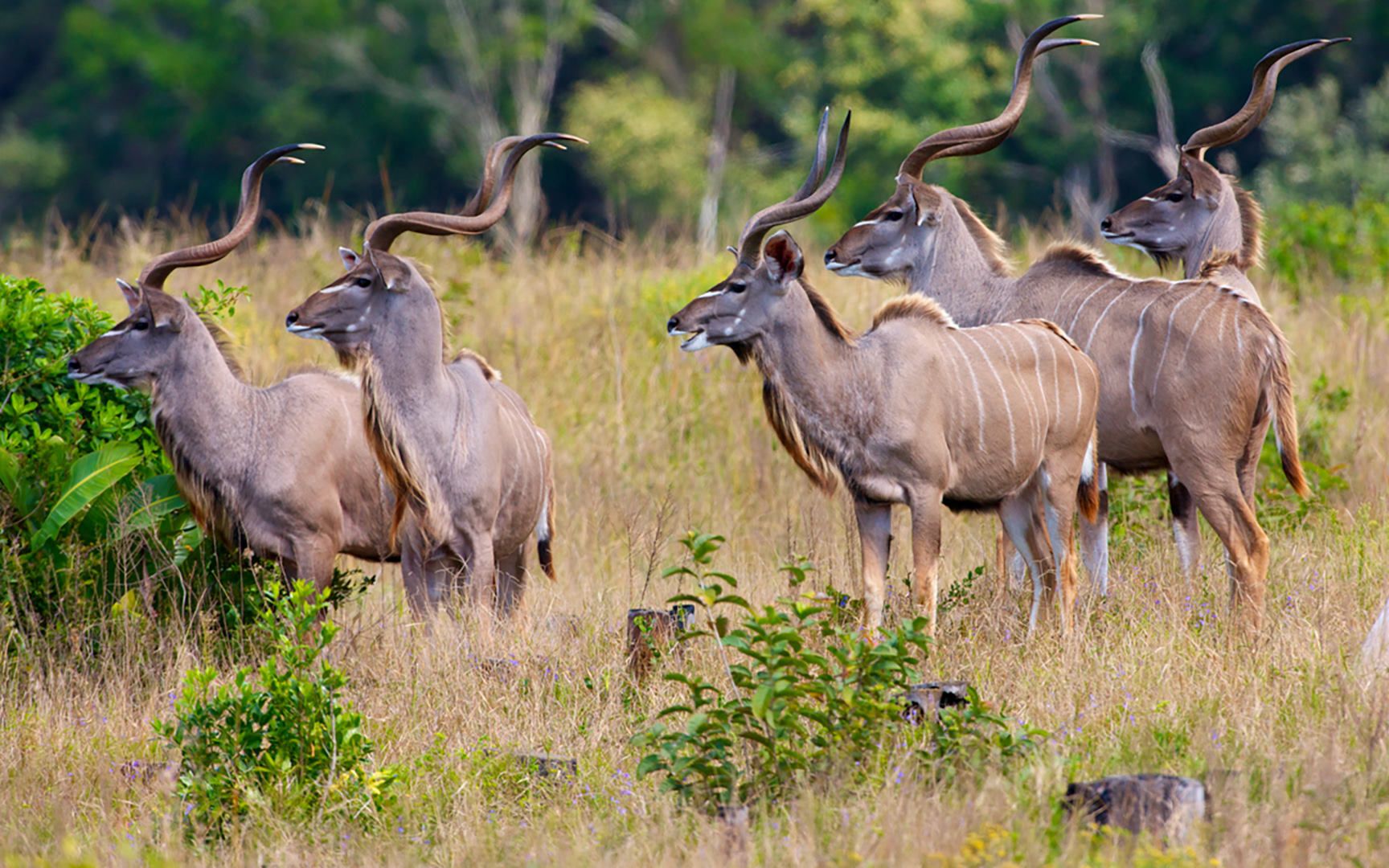 南非夸夸祖鲁-纳塔尔省伊西曼格利索湿地公园的大型捻角羚(08