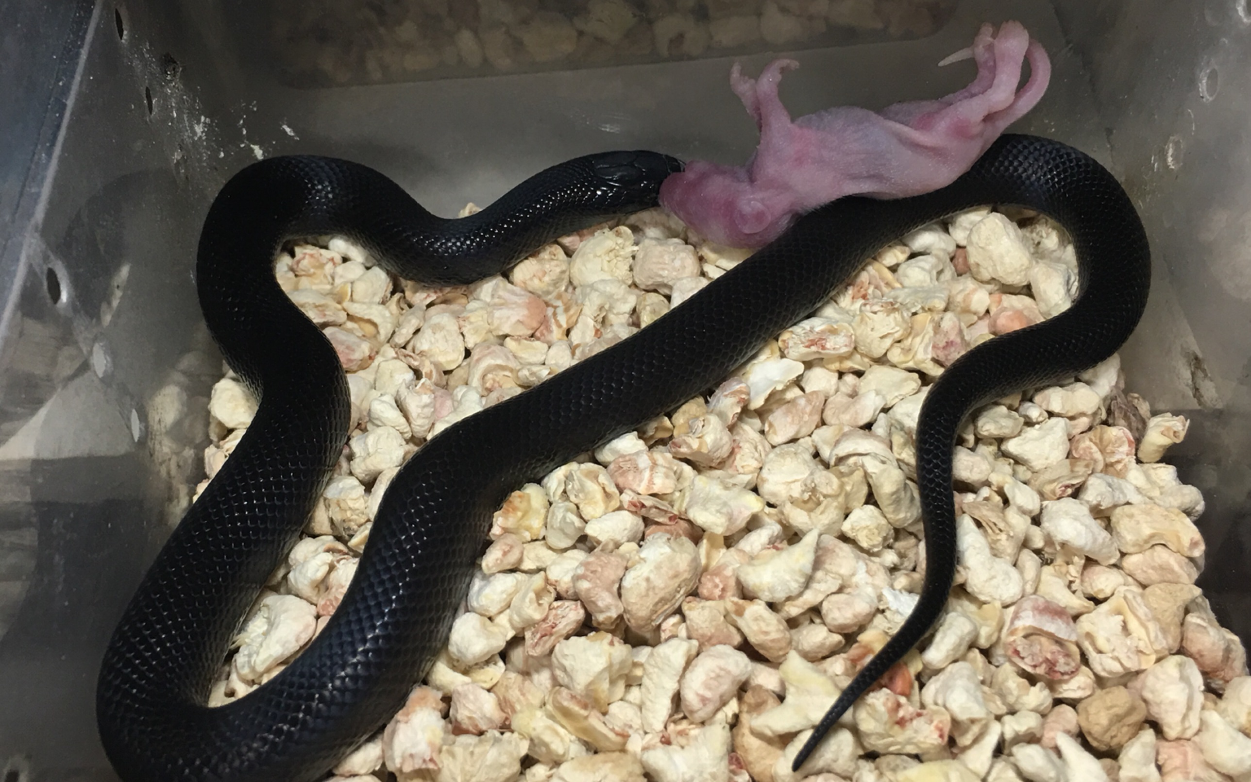 【新手向】买了一条蛇蛇 我该怎么喂养它 它不吃东西怎么办 【蛇类