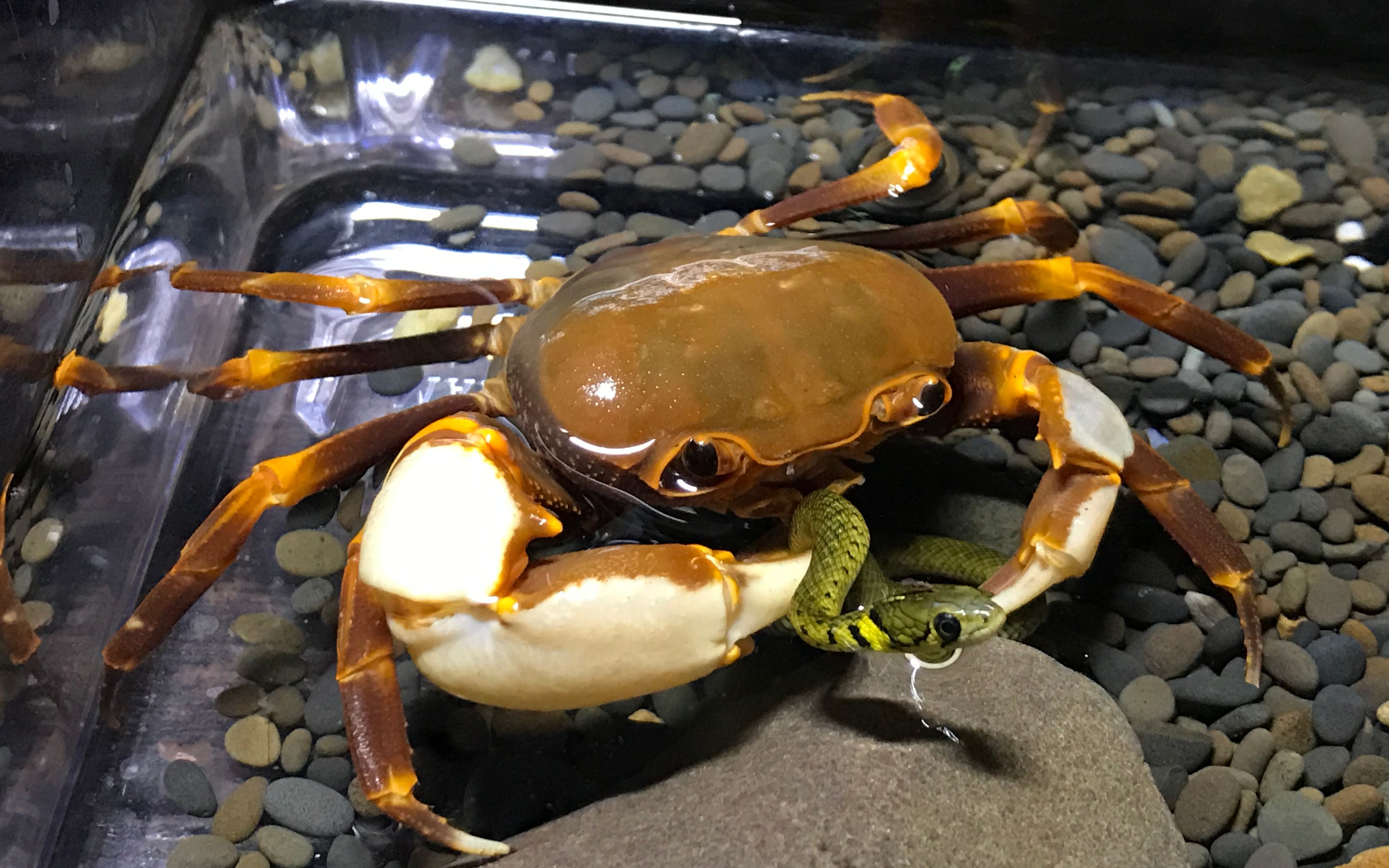 【蟹吔蛇】广东南海溪蟹捕食黄斑渔游蛇_哔哩哔哩 (゜-゜)つロ 干杯