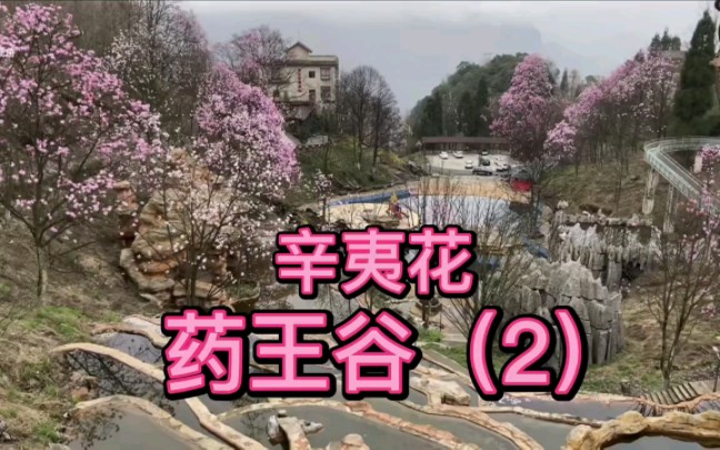 2023年3月下旬的四川綿陽藥王谷景區(2) #旅遊