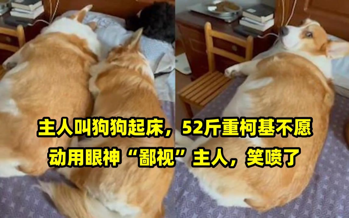 狗狗叫主人起床图片