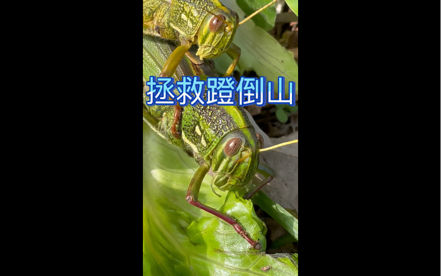 【蝗虫】拯救蹬倒山哔哩哔哩bilibili