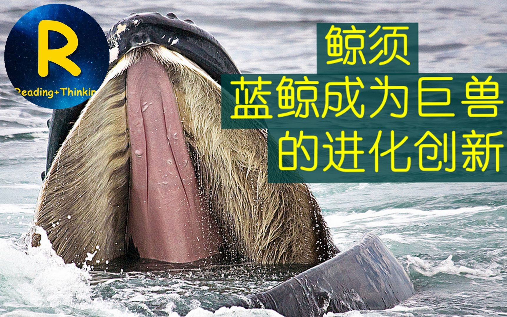 鲸须,嘴里的头发,引领蓝鲸成为海洋巨兽的进化创新