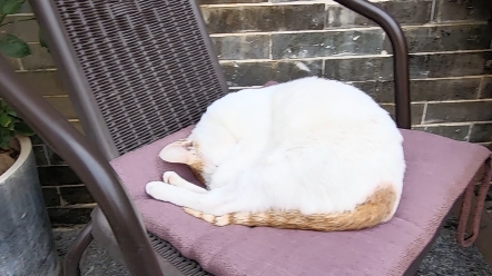 还是这只可爱贪睡小懒猫