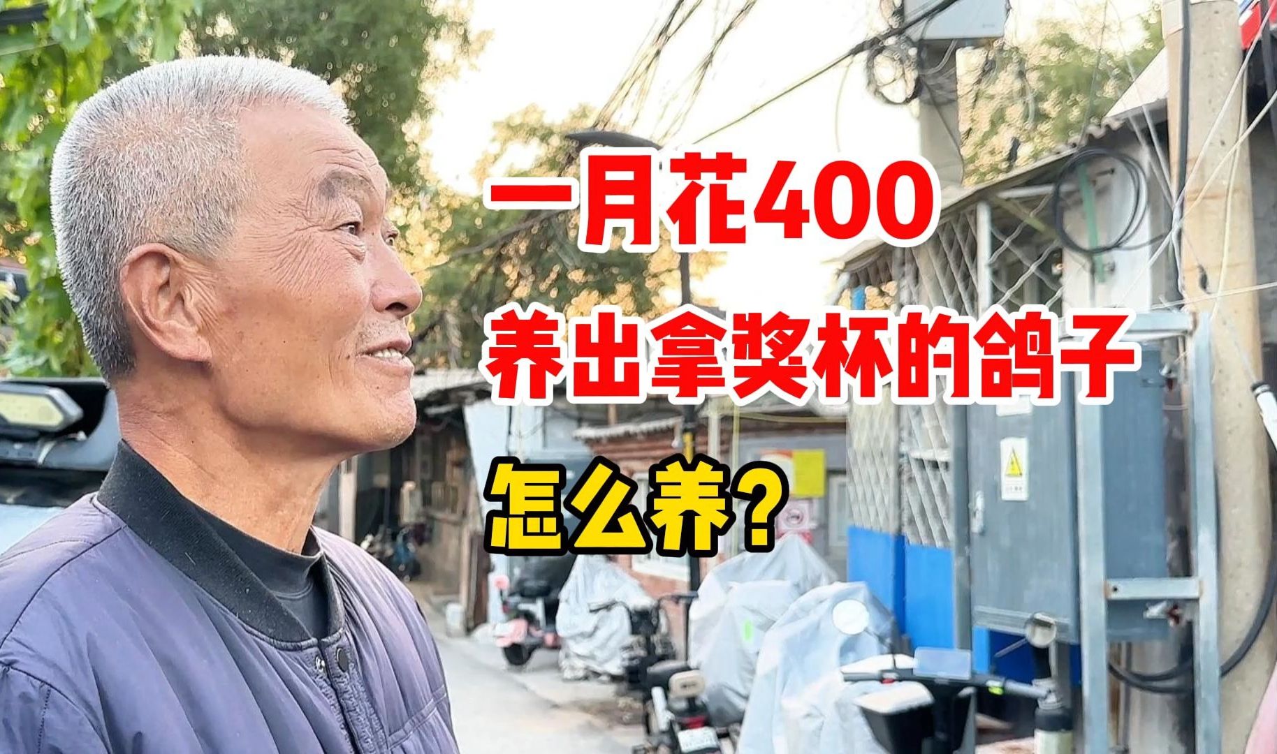 北京大爷每月花400块养鸽子,如何回本?直言只有一个方法#养鸽子 #养鸟 #信鸽比赛哔哩哔哩bilibili