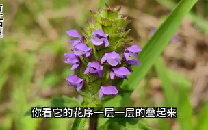 Télécharger la video: 入夏即枯，即为夏枯草，是去火的首选药草，《神农本草经》就有记载了