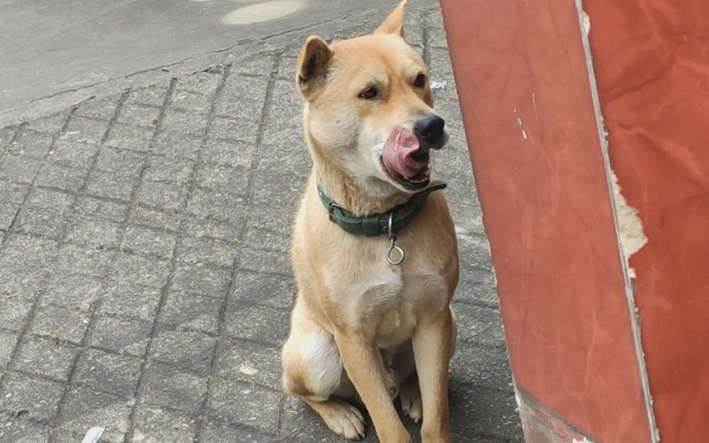 活动  流浪狗大黄当保安,今天面对美食诱惑,忠诚的中华田园犬